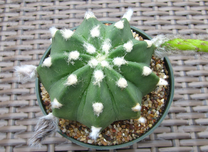 Echinopsis subdenudata